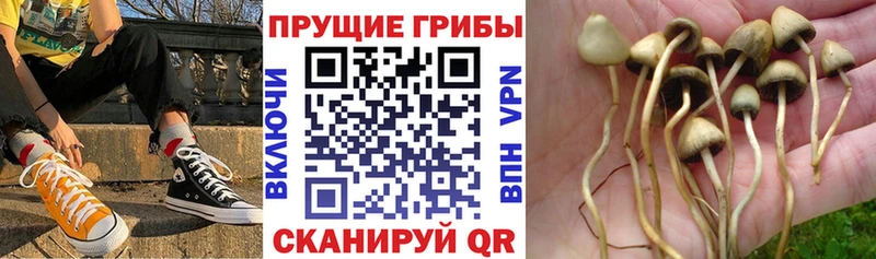 Псилоцибиновые грибы GOLDEN TEACHER  Ржев 